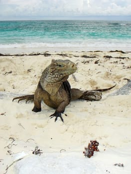 Belttail Iguana