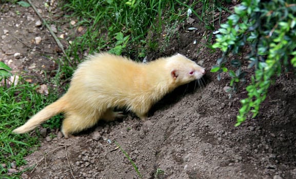 Yellow mongoose