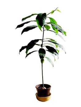 Avokado