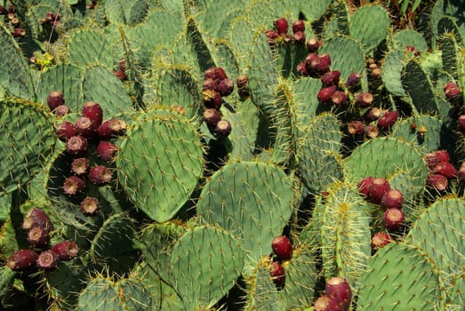 Opuntia 09