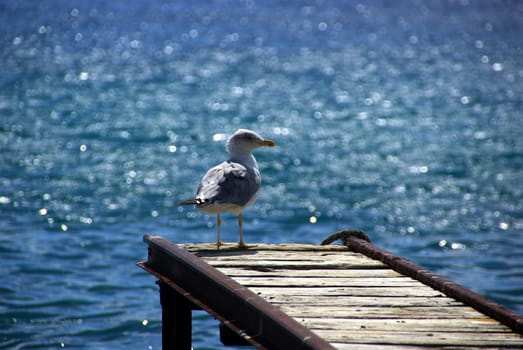 Seagull 03