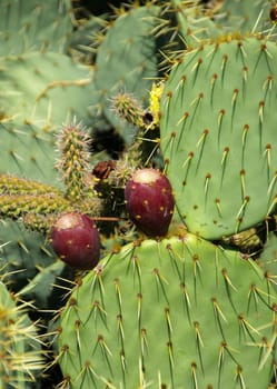 Opuntia 03
