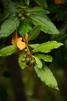 Laurel 02