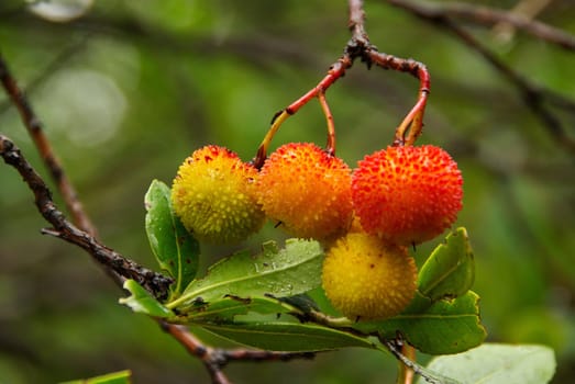 Strawberry Tree 03