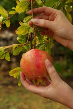 Pomegranate 13
