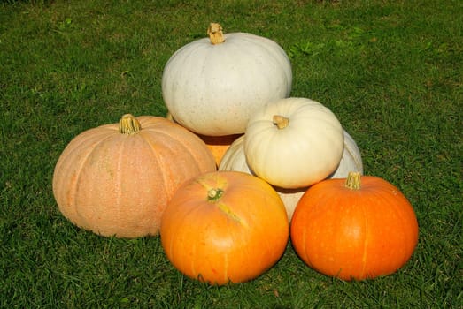 Pumpkin 23