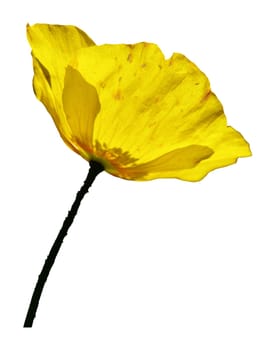 Yellow Poppy 04