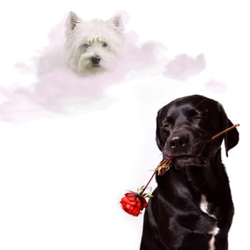 Today I photographed my dog,on one of them he unfortunately had both eyes closed. I thought it was too good to throw away :-) Maybe you'll like the result :-) Thanks to DieBolle and Rolli-Ro for the clouds :-) and,of course,everyone else who makes an effort to