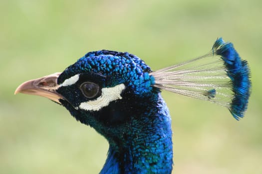 Peacock