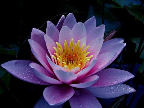 Water lily