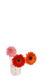 Strauss Gerbera