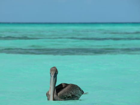 Pelican
