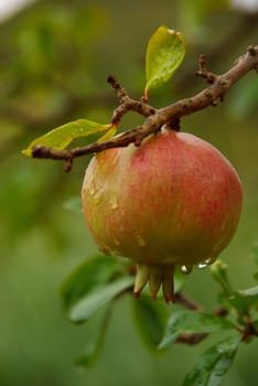 Pomegranate 11