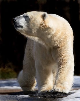 BAER