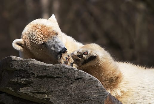 BAER