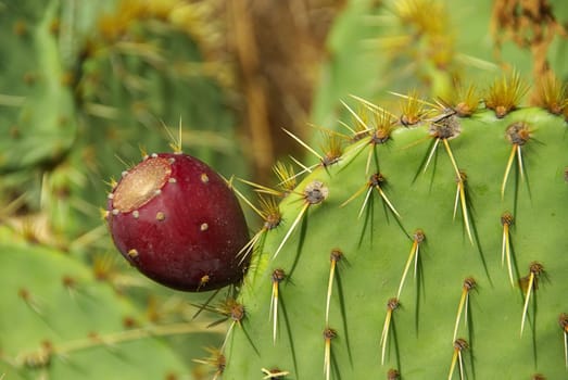 Opuntia 07