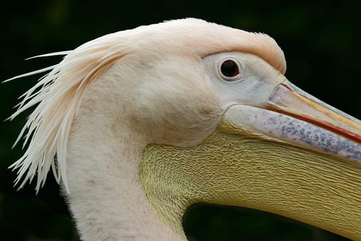 PELICAN