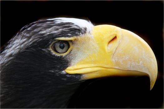 The largest bird of prey