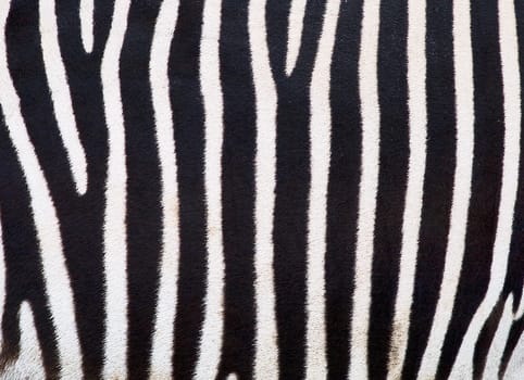 Zebra Vores