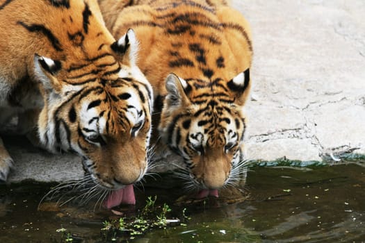 A drinking cat of prey