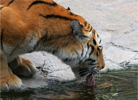 A drinking cat of prey