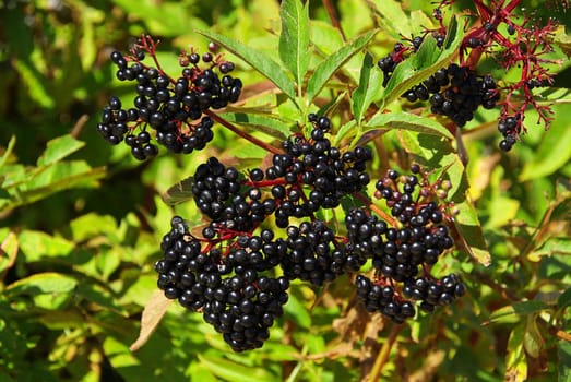 Elderberry 08