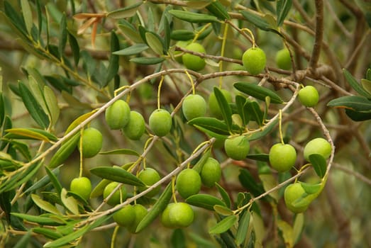 Olive 16
