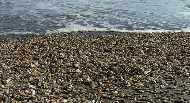 Shell 05
