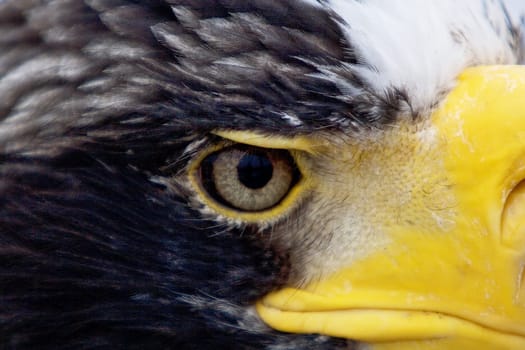 The largest bird of prey