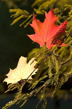 At the beginning of autumn