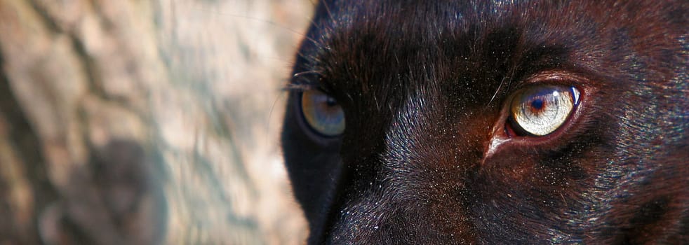 BLACK PANTHER