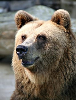 Brown BearPortrait