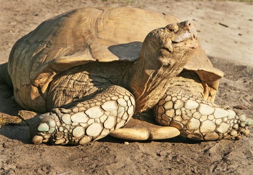 TURTLE