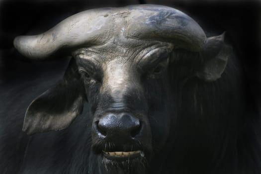 LARGE CATTLE