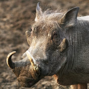 Sow