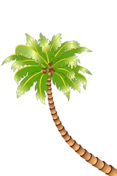 Coconut palm