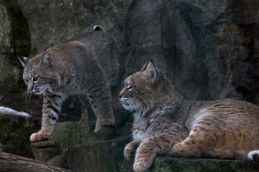 Bobcat