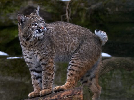 big cat