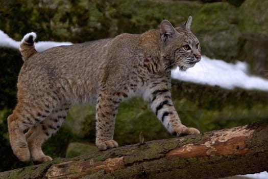 LYNX
