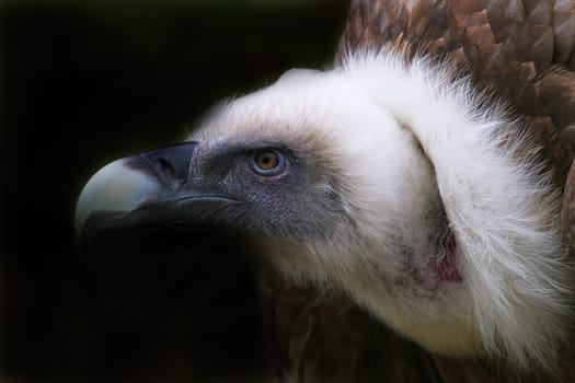 Griffon vulture