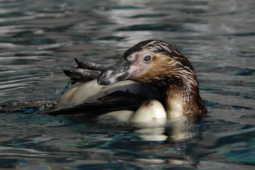 Swimming Penguin