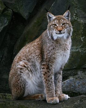PREDATOR