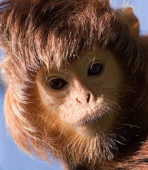 Moment (Crested Langur)