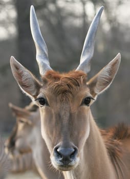 Antelope