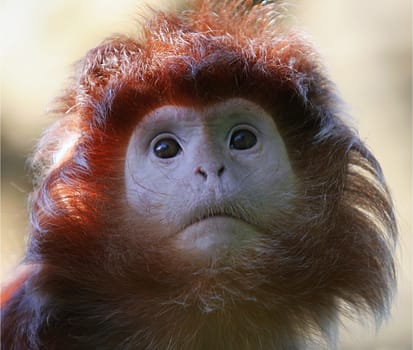 Crested Langur