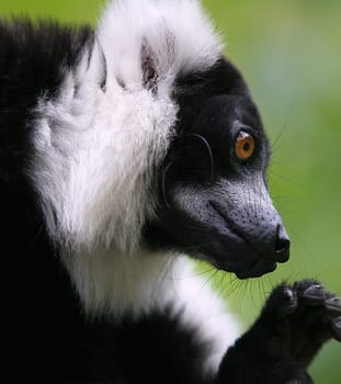Monkey (Erythrocebus patas)