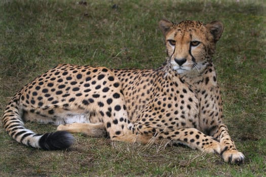 Cheetah