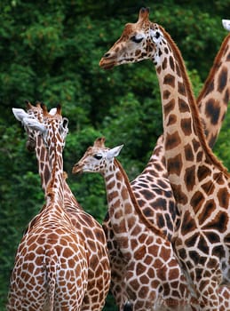 Giraffes