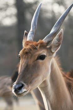 Antelope