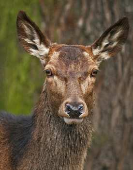 Deer